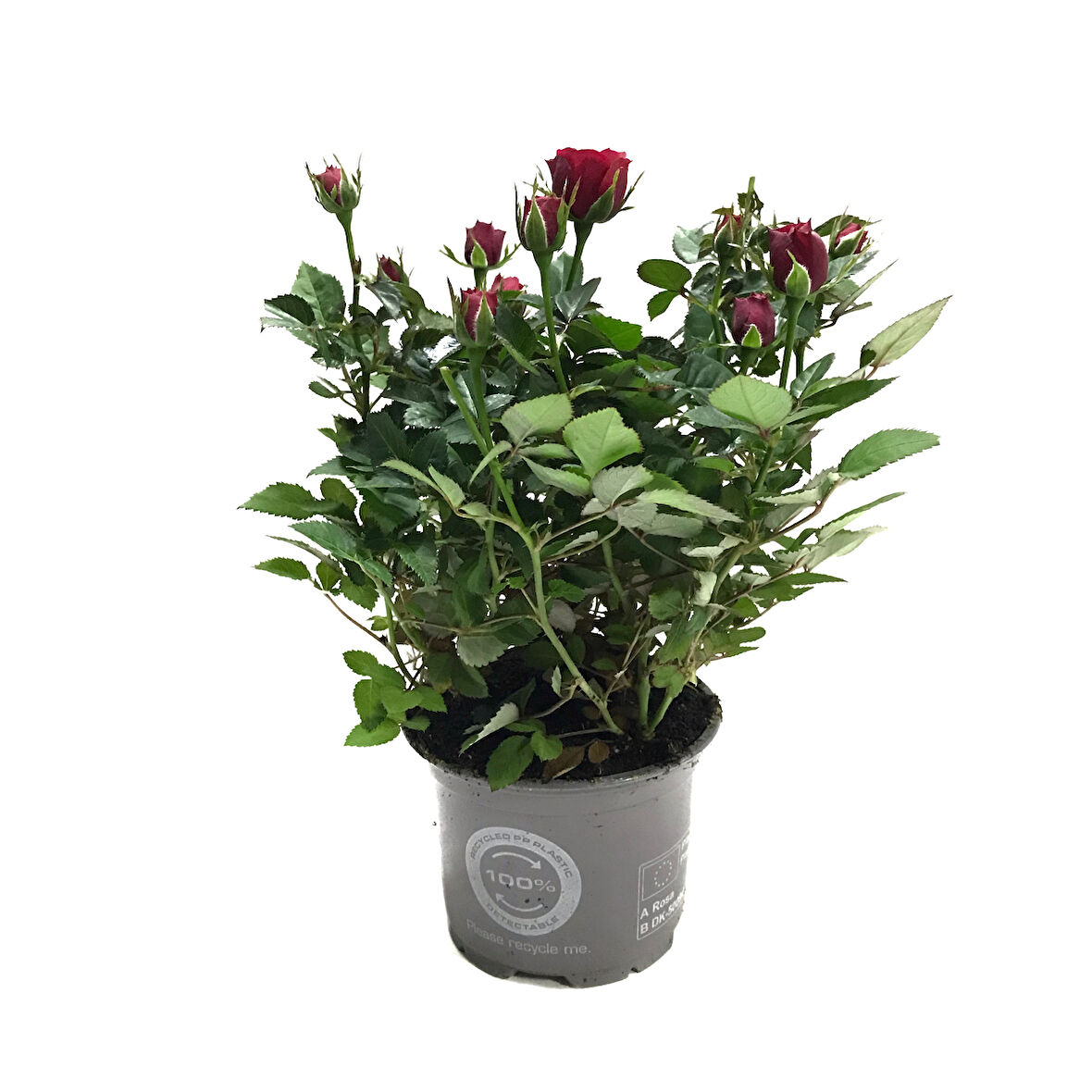 Rosa 'Red' (Kırmızı Gül)