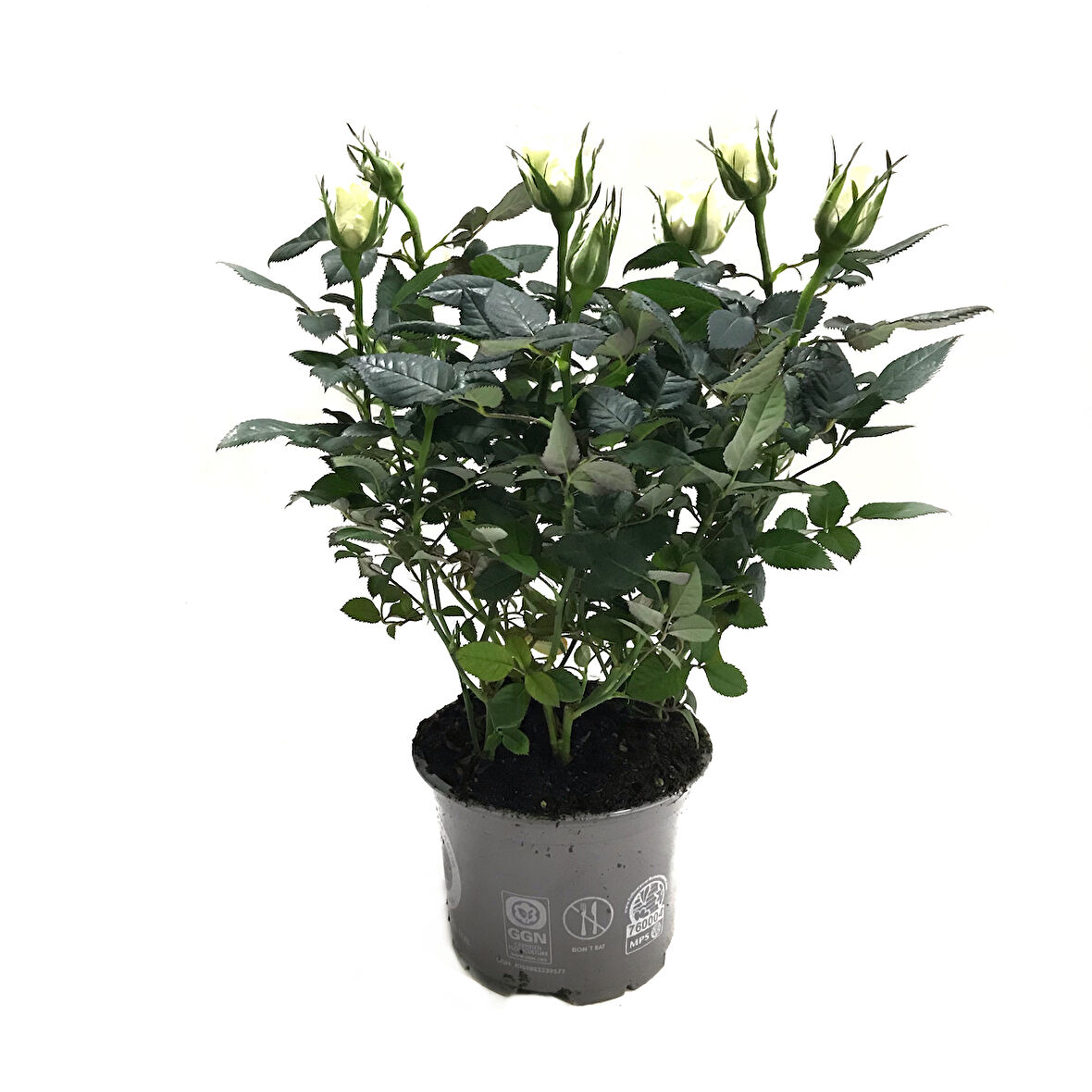 Rosa 'White' (Beyaz Gül)