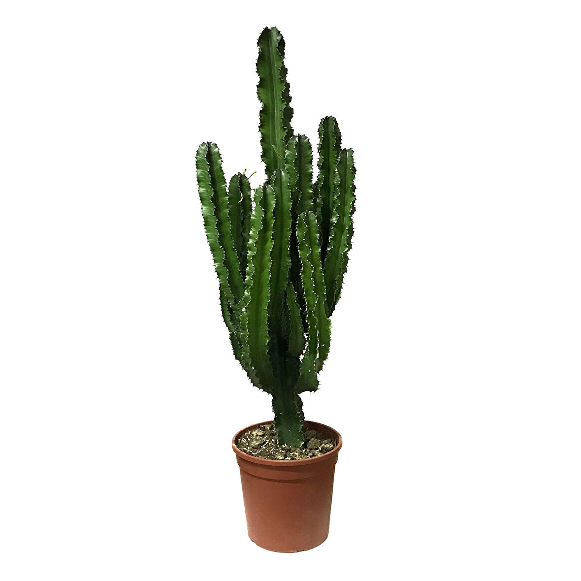 Euphorbia Ingens (Kaktüs)