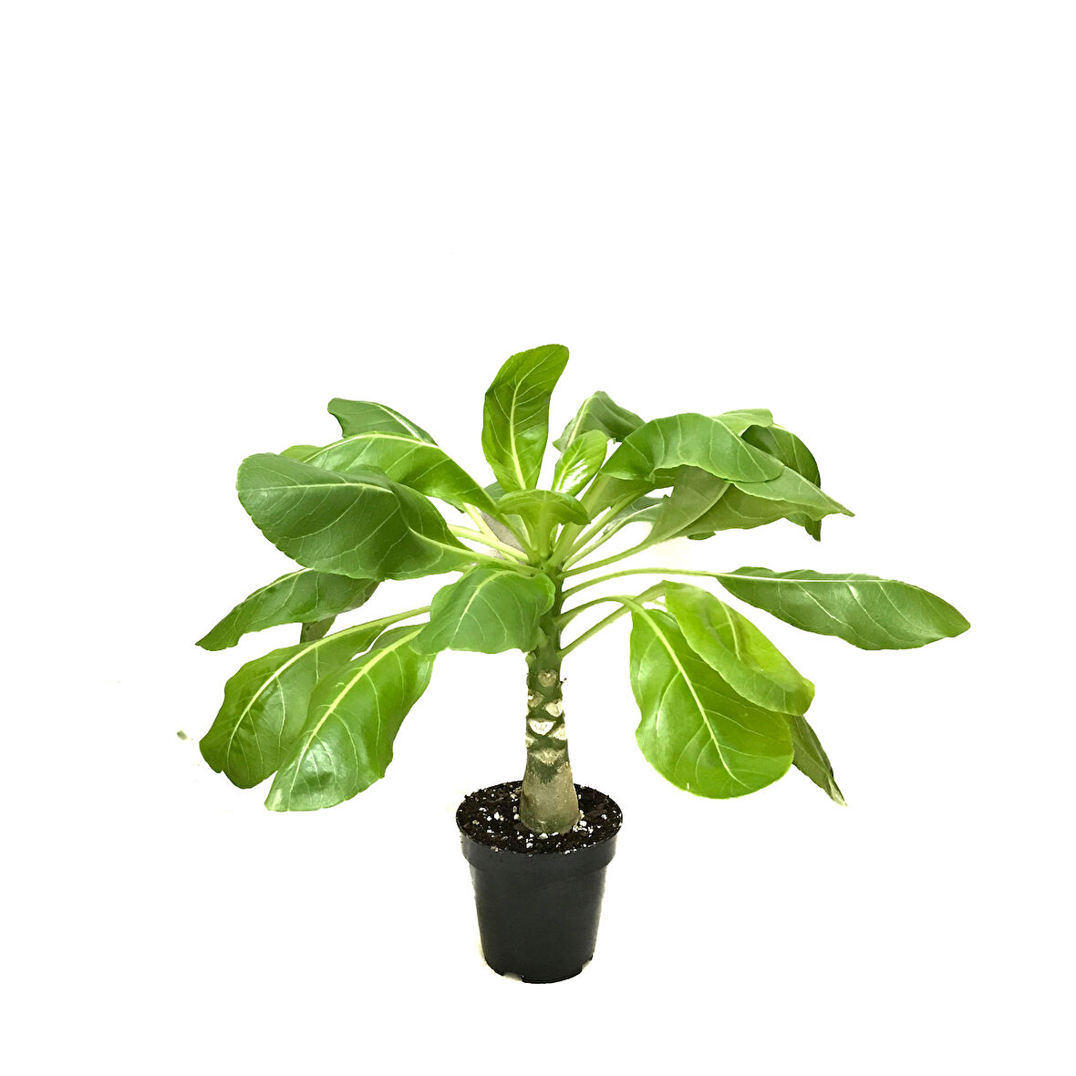 Brighamia Insignis 'Hawaiian Palm' (Hawaii Palmiyesi)