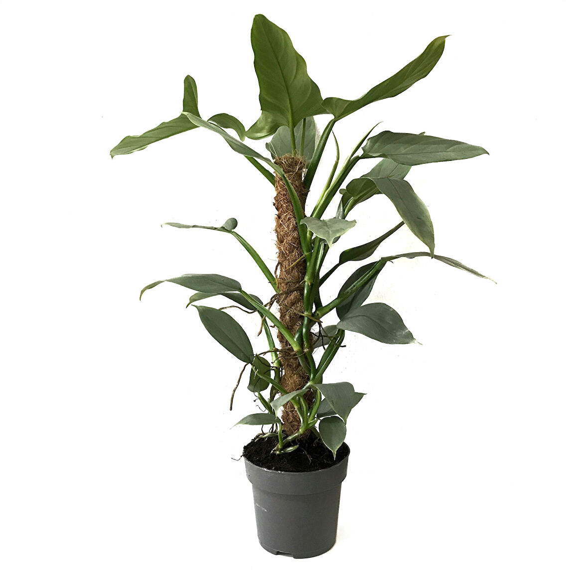 Philodendron Hastatum