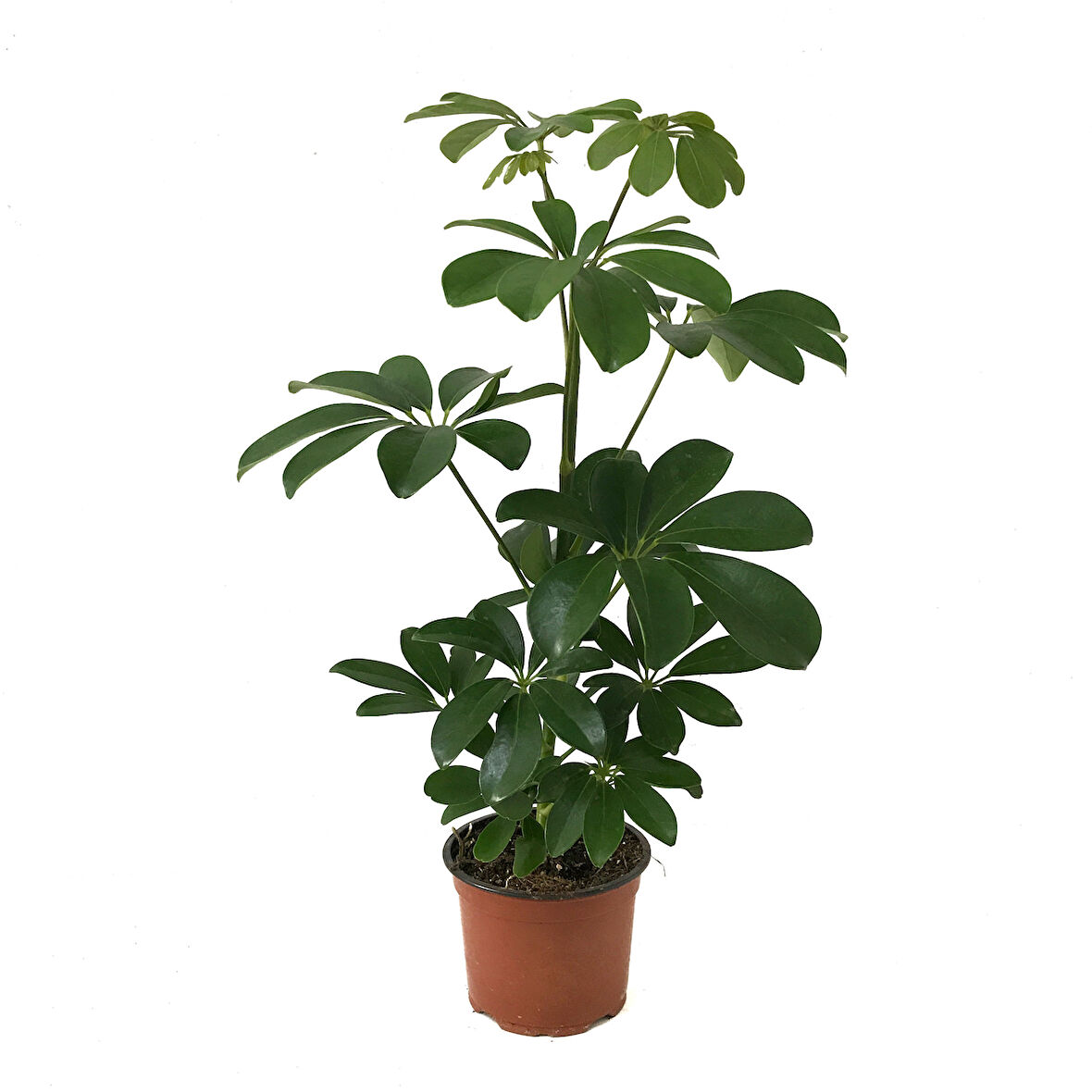 Schefflera Arboricola (Şeflera Çiçeği) Ø12 CM H30-35 CM