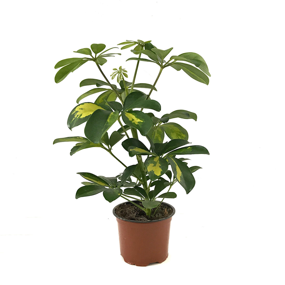 Schefflera Arboricola 'Variegata' (Şeflera Çiçeği)