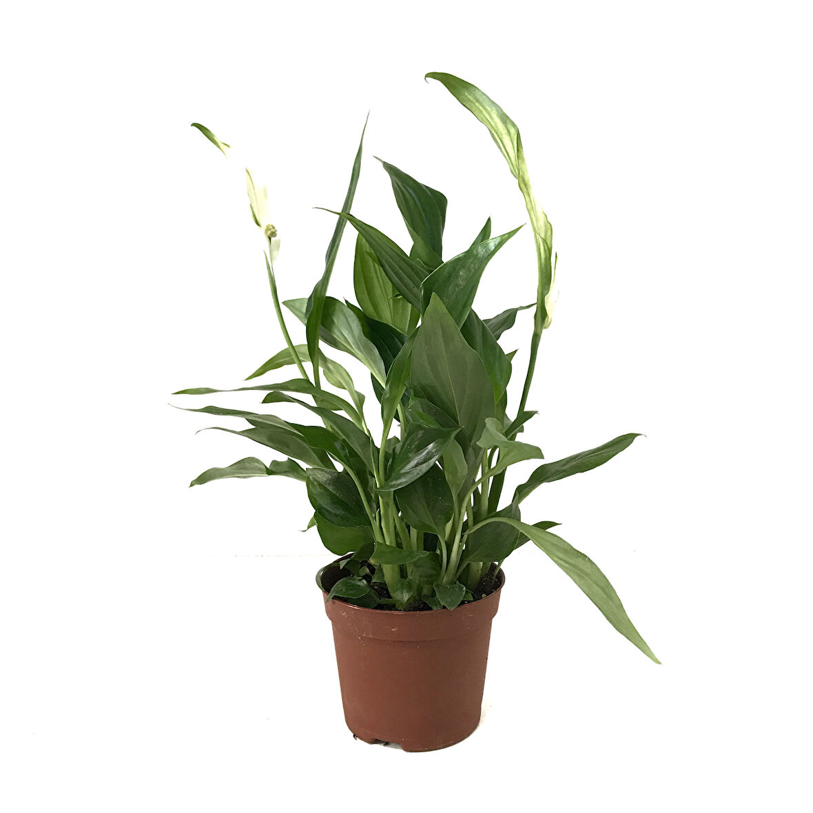 Spathiphyllum Wallisii (Barış Çiçeği)
