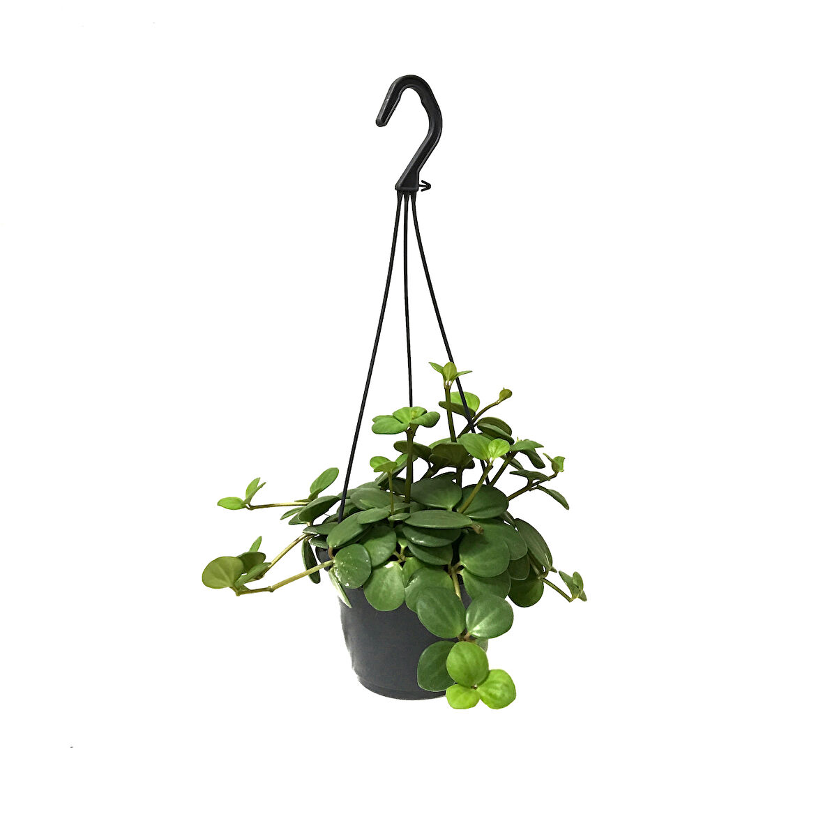 Peperomia Tetraphylla 'Hope' (Umut Sarmaşığı)