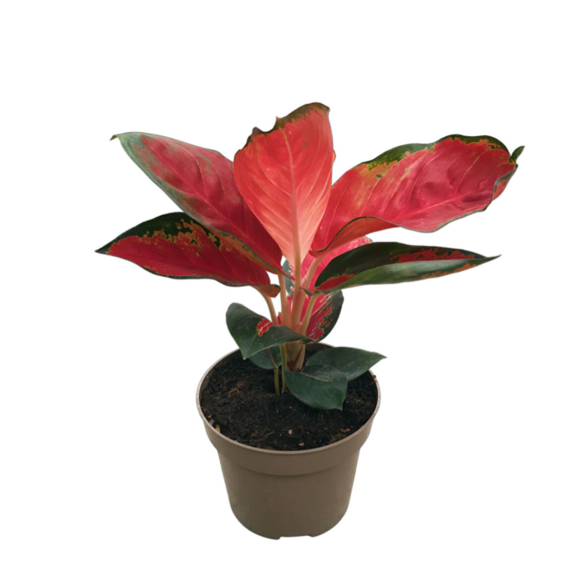 Aglaonema ‘Red Zircon’ (Çin Herdemyeşili)