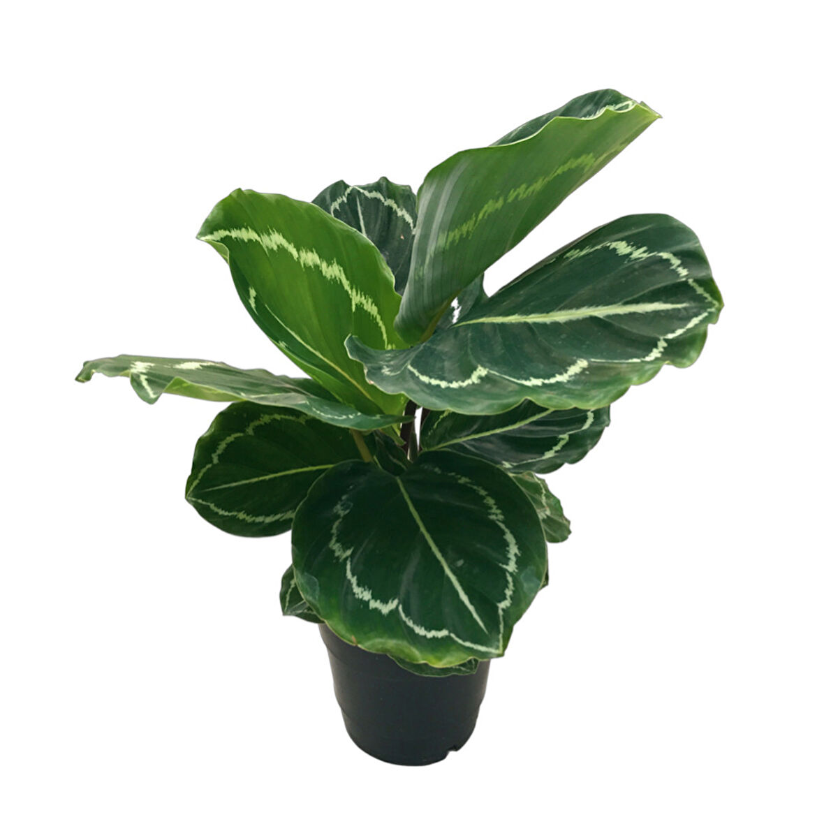 Calathea Roseopicta 'Green Medallion' (Dua Çiçeği)