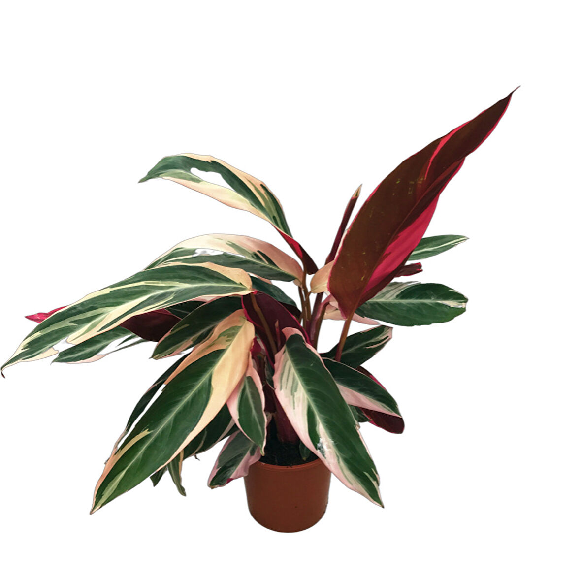 Calathea Triostar (Dua Çiçeği)