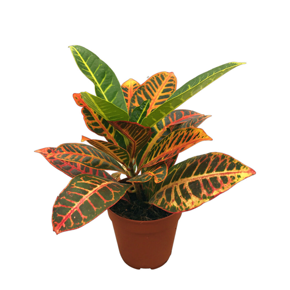 Codiaeum Variegatum 'Petra' (Kraton Çiçeği)