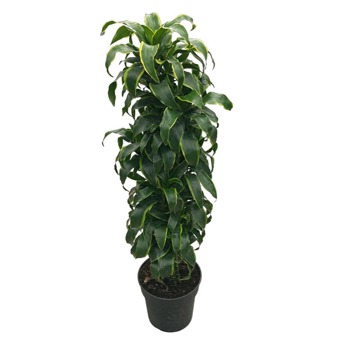Dracaena Fragrans 'Dorado'