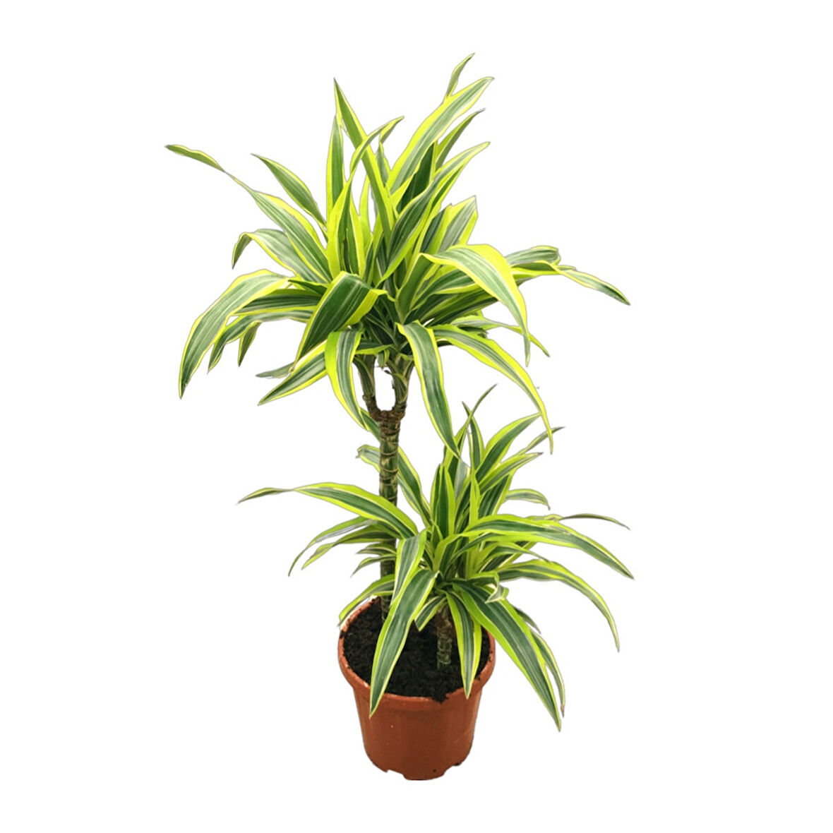 Dracaena Fragrans 'Lemon Lime'