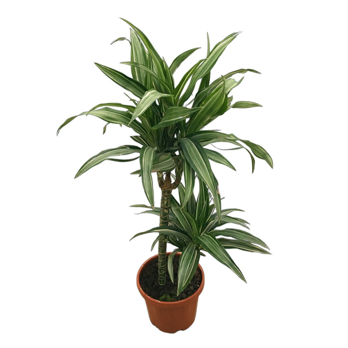 Dracaena Fragrans 'Warneckei'