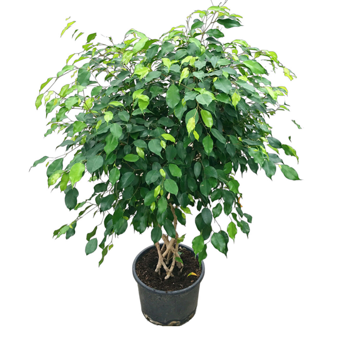 Ficus Benjamina (Örgülü Kauçuk Çiçeği)