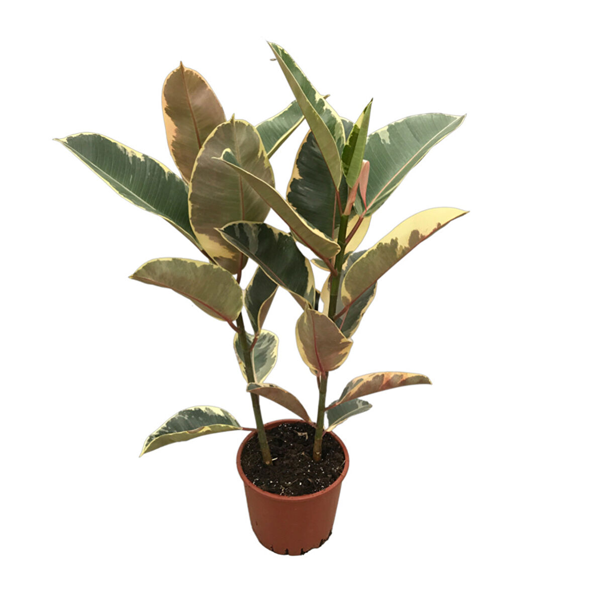 Ficus Elastica 'Tineke' (Kauçuk Çiçeği)