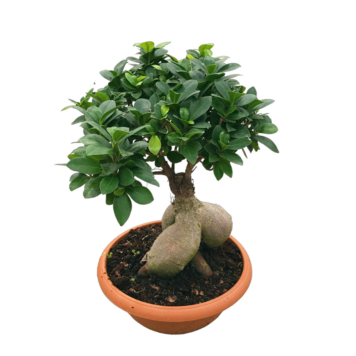 Ficus Microcarpa 'Ginseng Bonsai'
