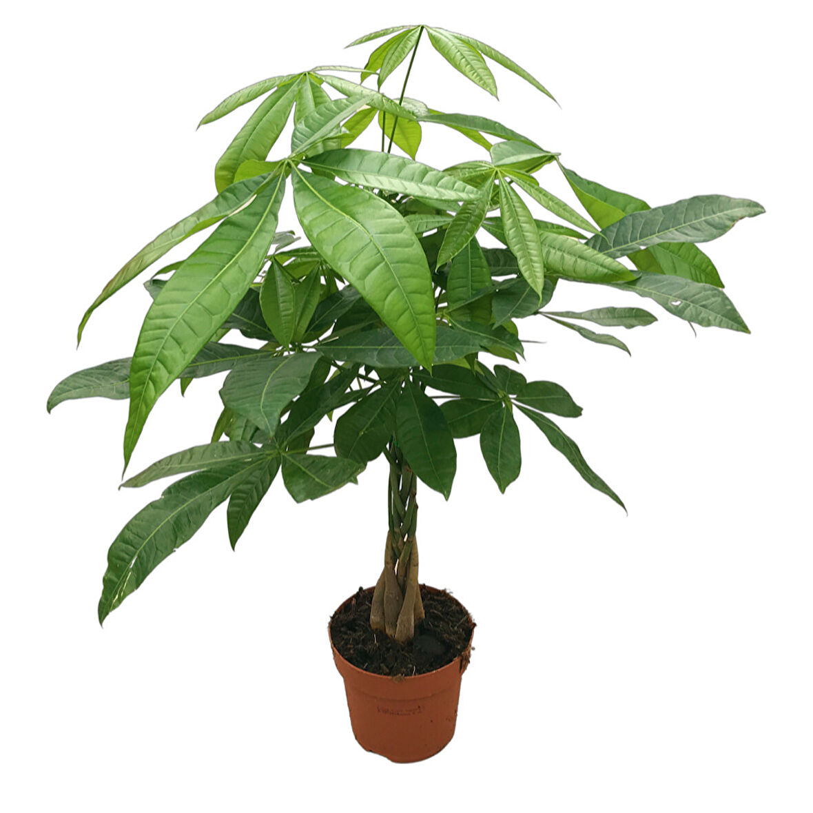 Pachira Aquatica (Para Ağacı)