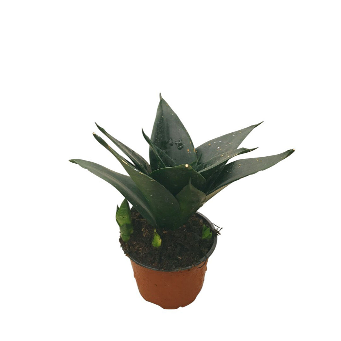 Sansevieria Jade (Paşa Kılıcı)