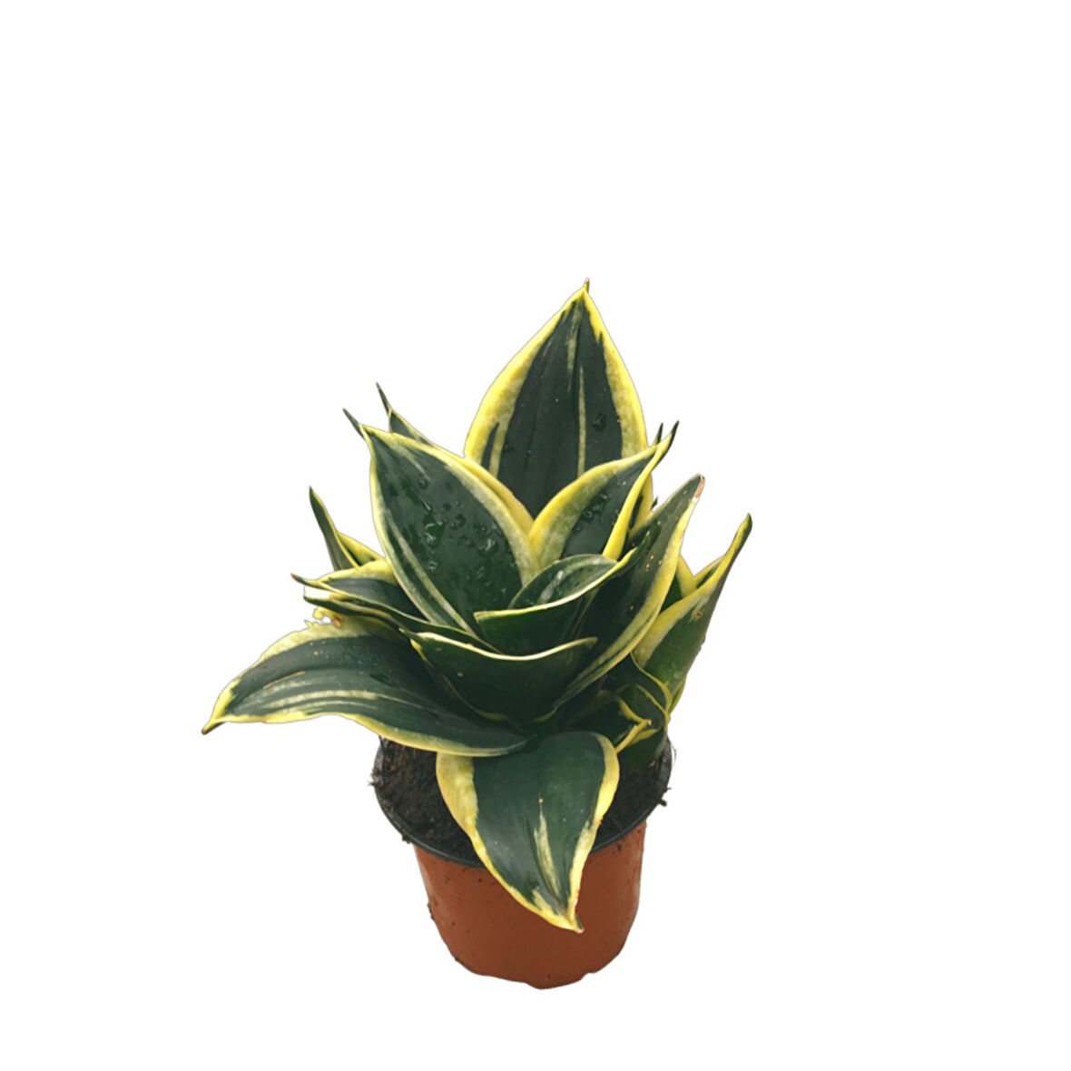 Sansevieria 'Yellow Stripe' (Paşa Kılıcı)