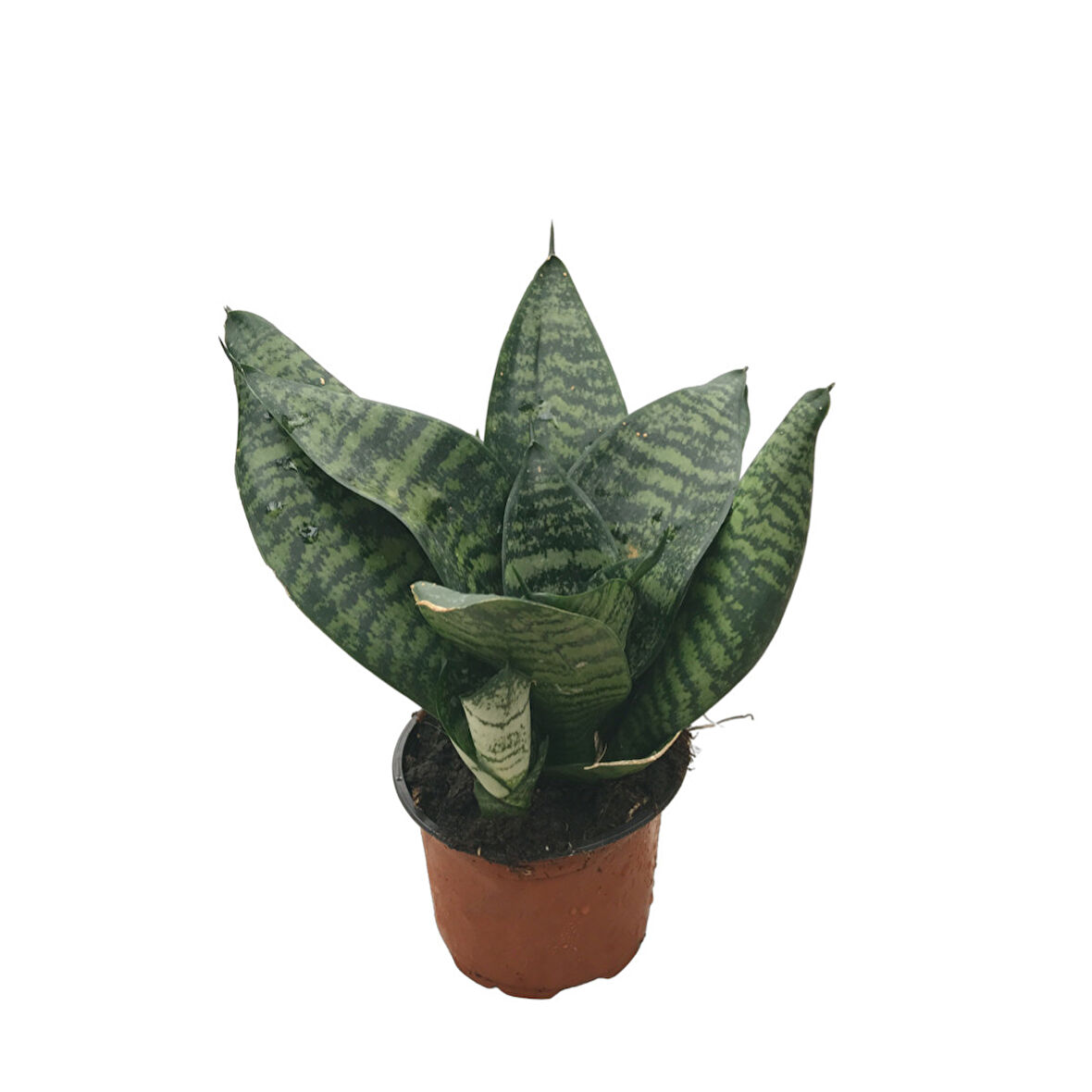 Sansevieria Zeylanica (Paşa Kılıcı)