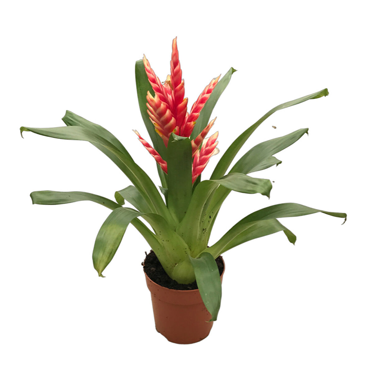 Vriesea Intenso 'Pink' (Alev Kılıcı Çiçeği)