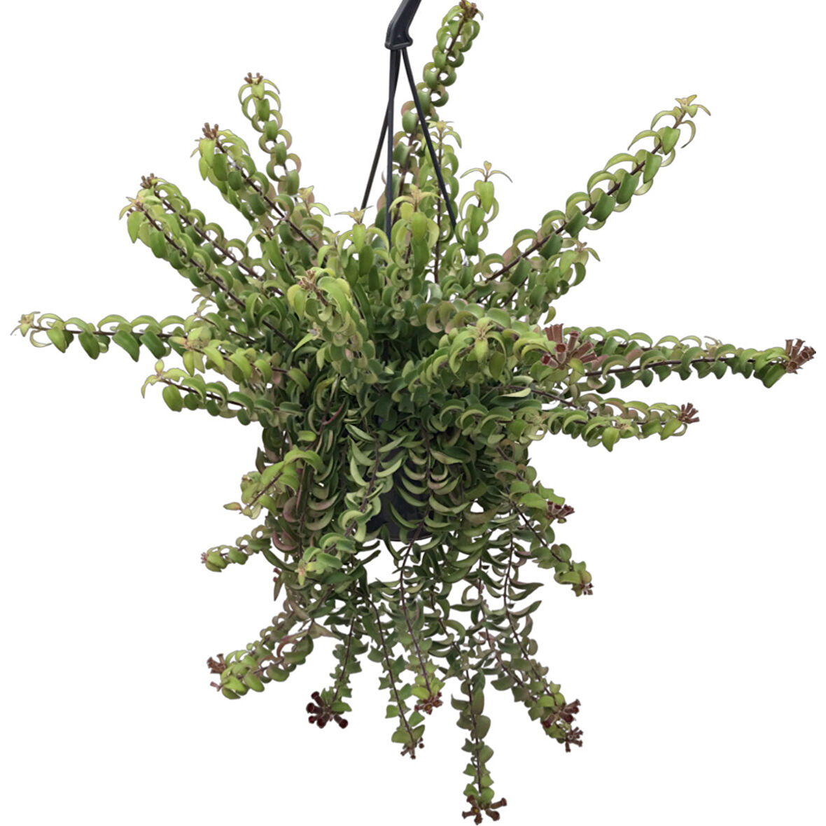 Aeschynanthus ‘Twister’ (Ruj Çiçeği)