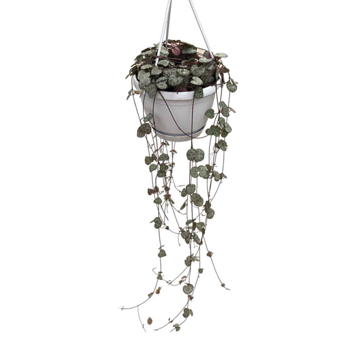 Ceropegia Woodii (Kalp Kalbe Karşı Çiçeği)