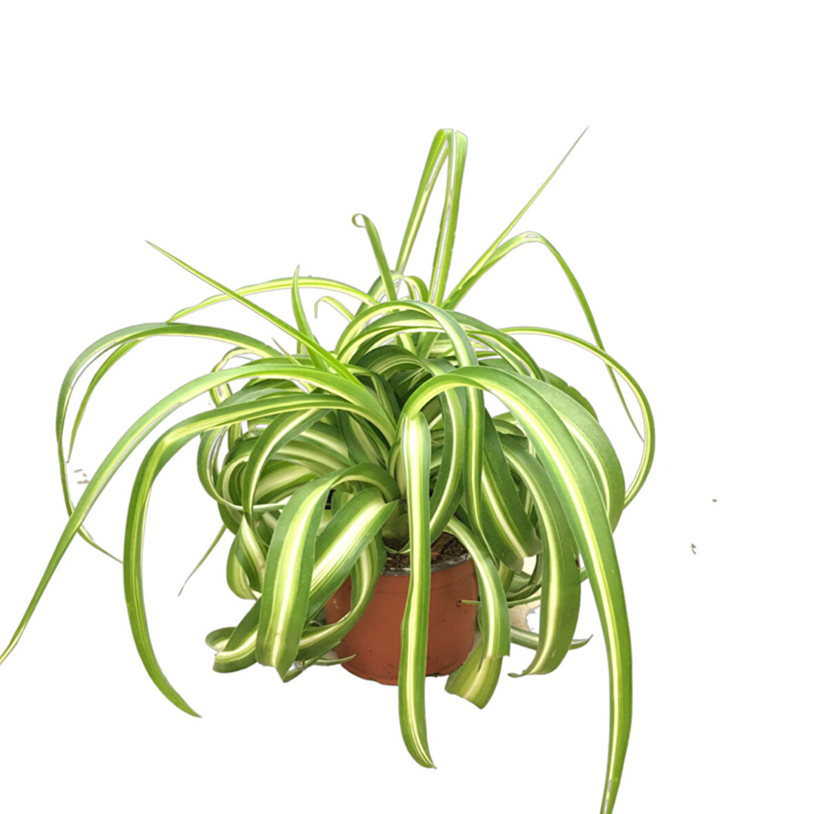 Chlorophytum Comosum 'Bonnie' (Kurdele Çiçeği)