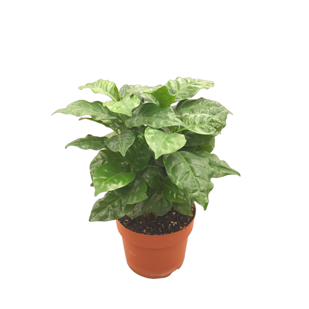 Coffea Arabiaca (Kahve Bitkisi)