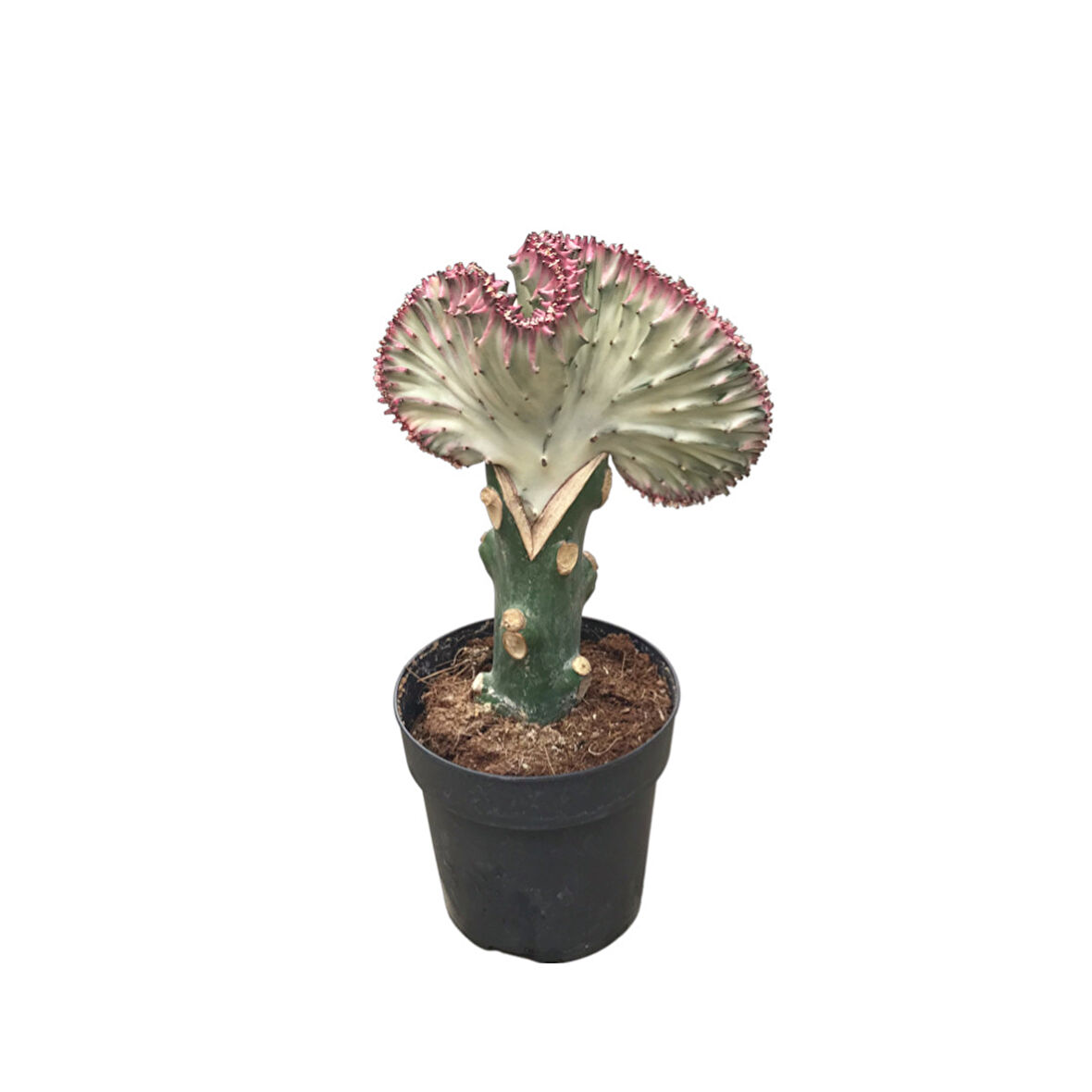 Euphorbia Lactea 'Cristata' (Kaktüs)