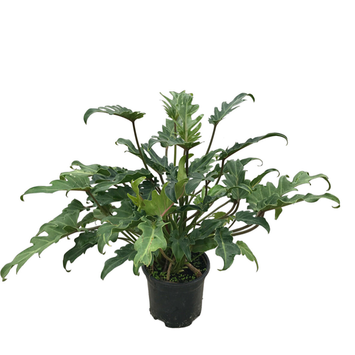 Philodendron Xanadu