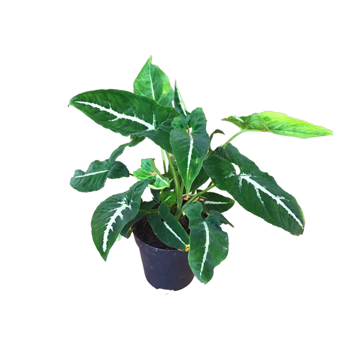 Syngonium Wendlandii (Melek Kanadı Çiçeği)