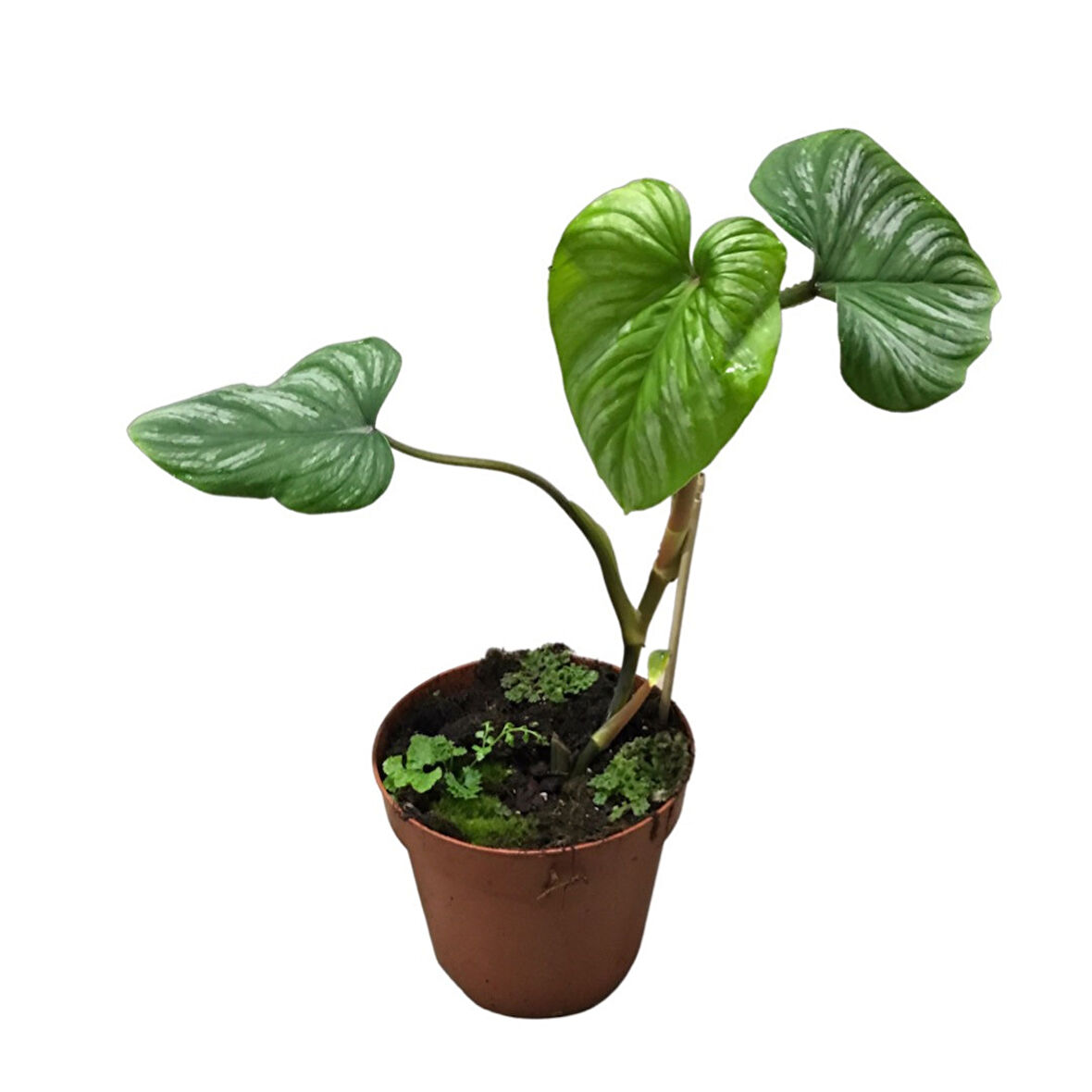 Philodendron 'Mamei'