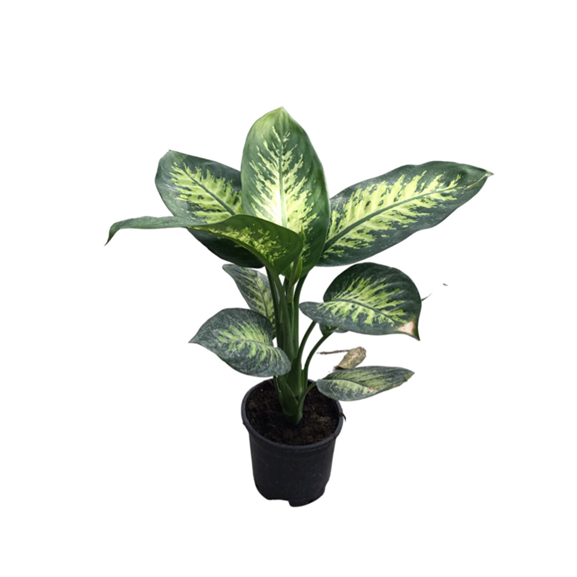 Dieffenbachia Seguine (Difenbahya Çiçeği)