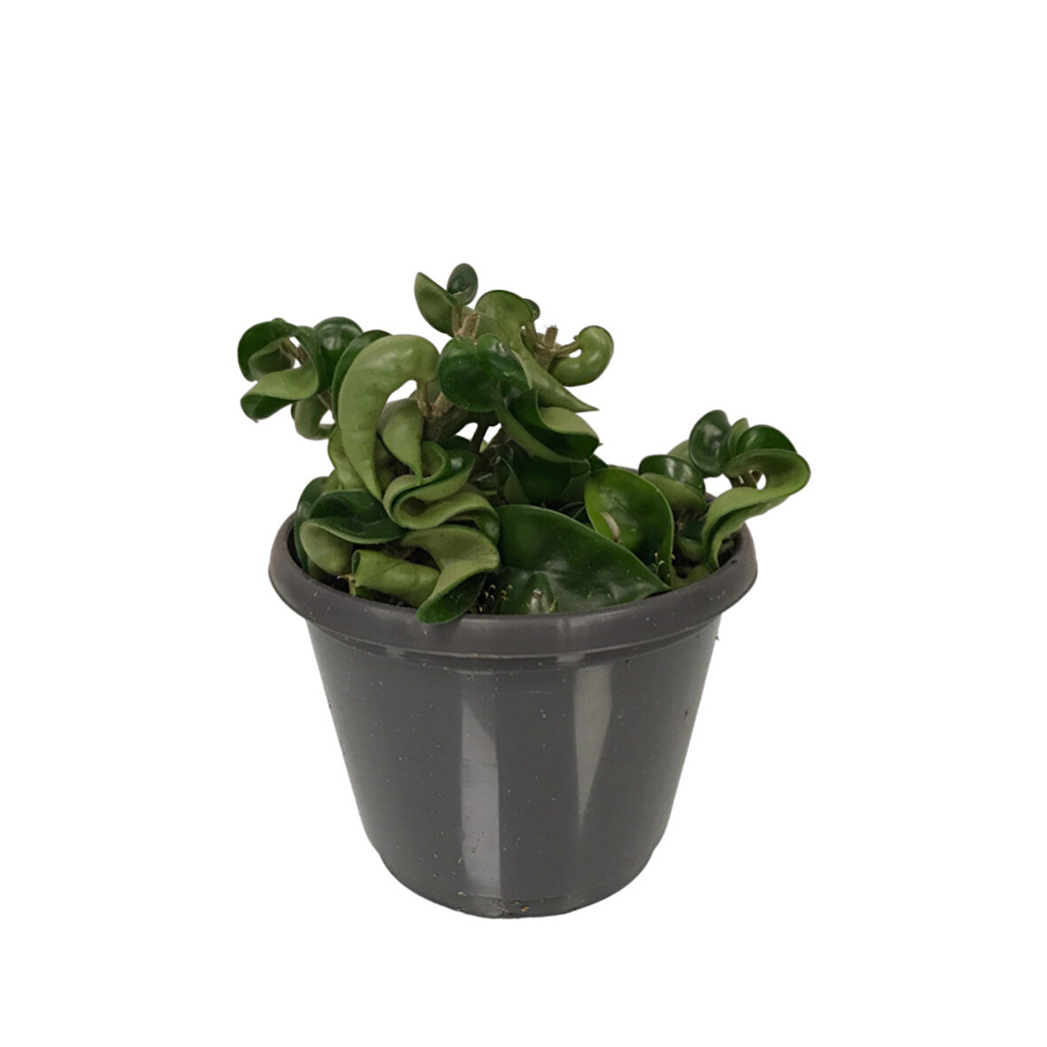 Hoya Carnosa 'Compacta' (Mum Çiçeği)