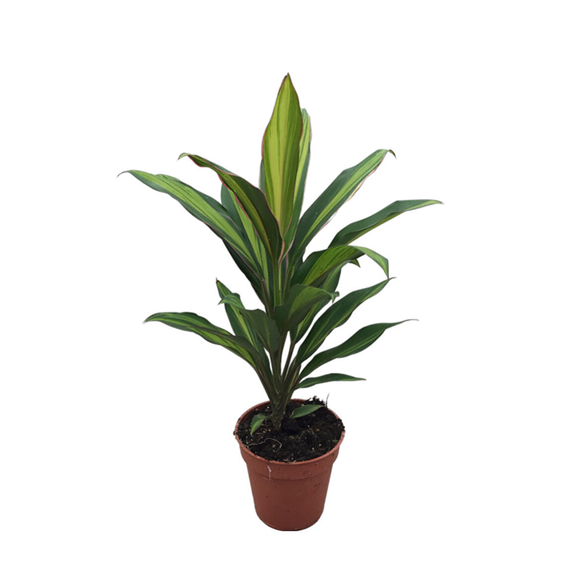 Cordyline 'Kiwi' (Kordilin Çiçeği)