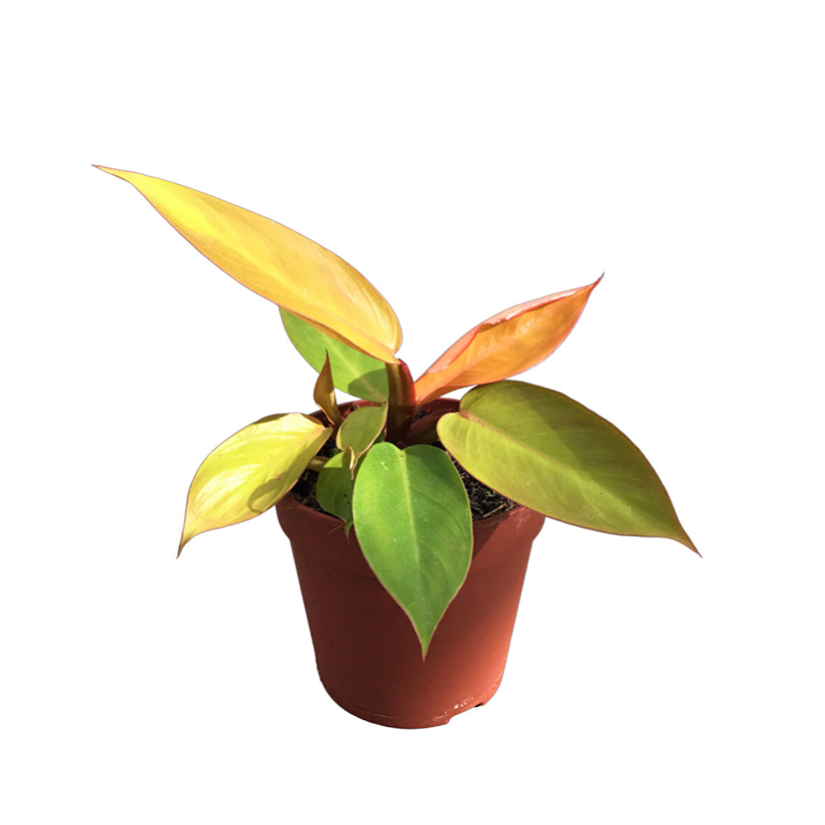 Philodendron 'Prince of Orange'