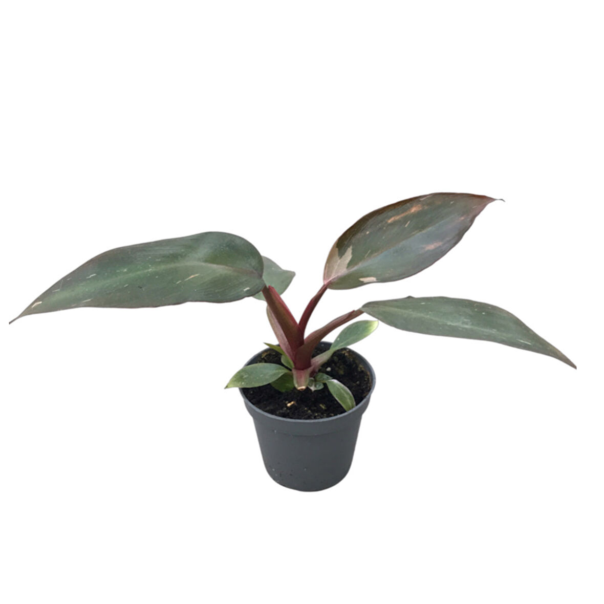 Philodendron 'Pink Princess'