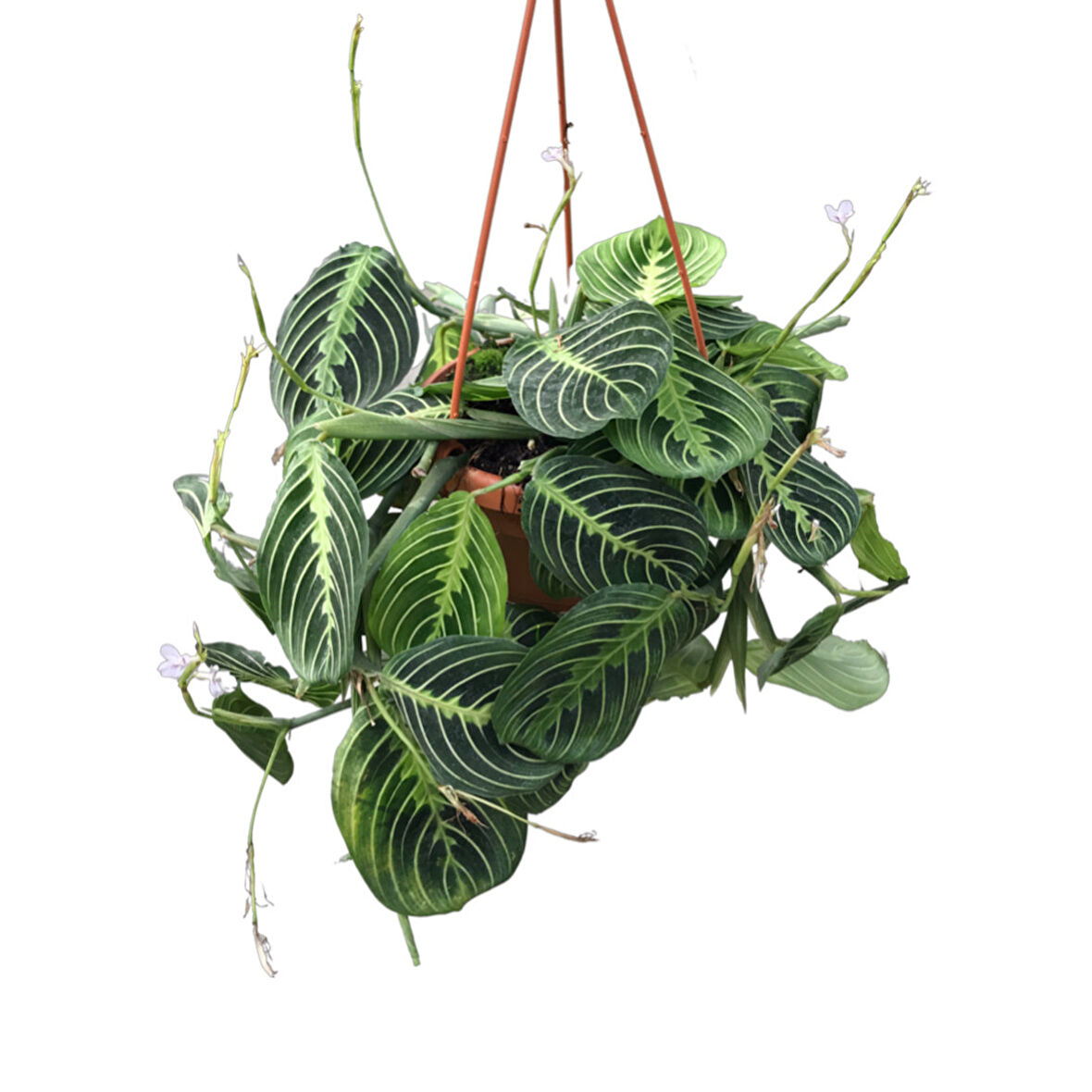 Maranta Leuconeura 'Lemon Lime' (Dua Çiçeği)