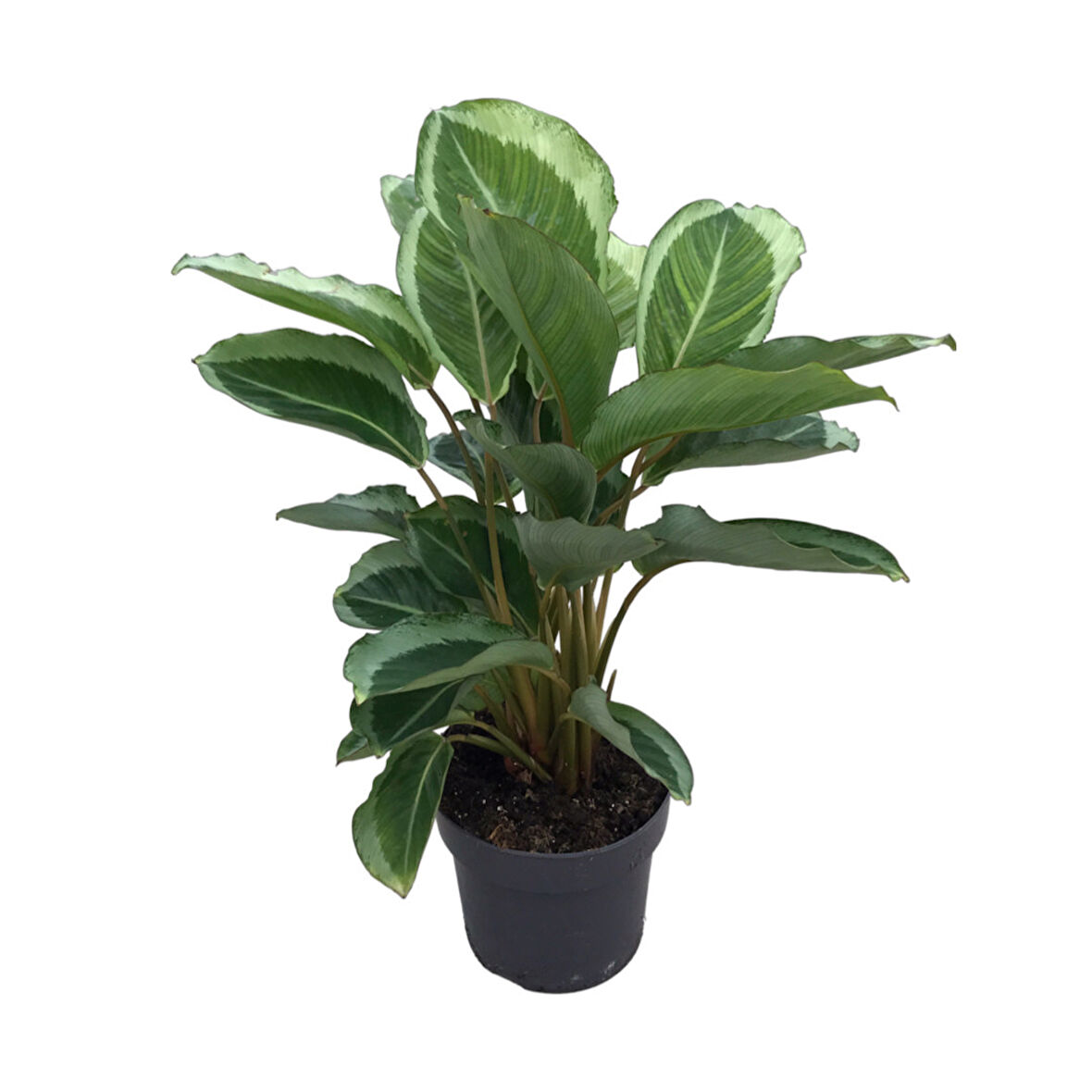 Calathea 'Bicajoux Gecko' (Dua Çiçeği)