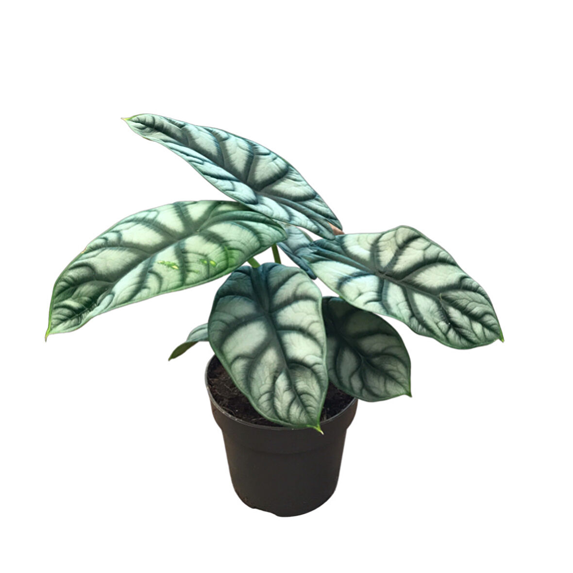 Alocasia Baginda 'Silver Dragon' (Fil Kulağı)