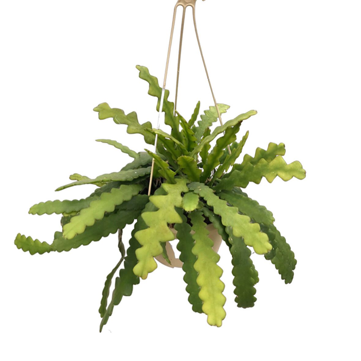 Epiphyllum Anguliger (Atlas Çiçeği)