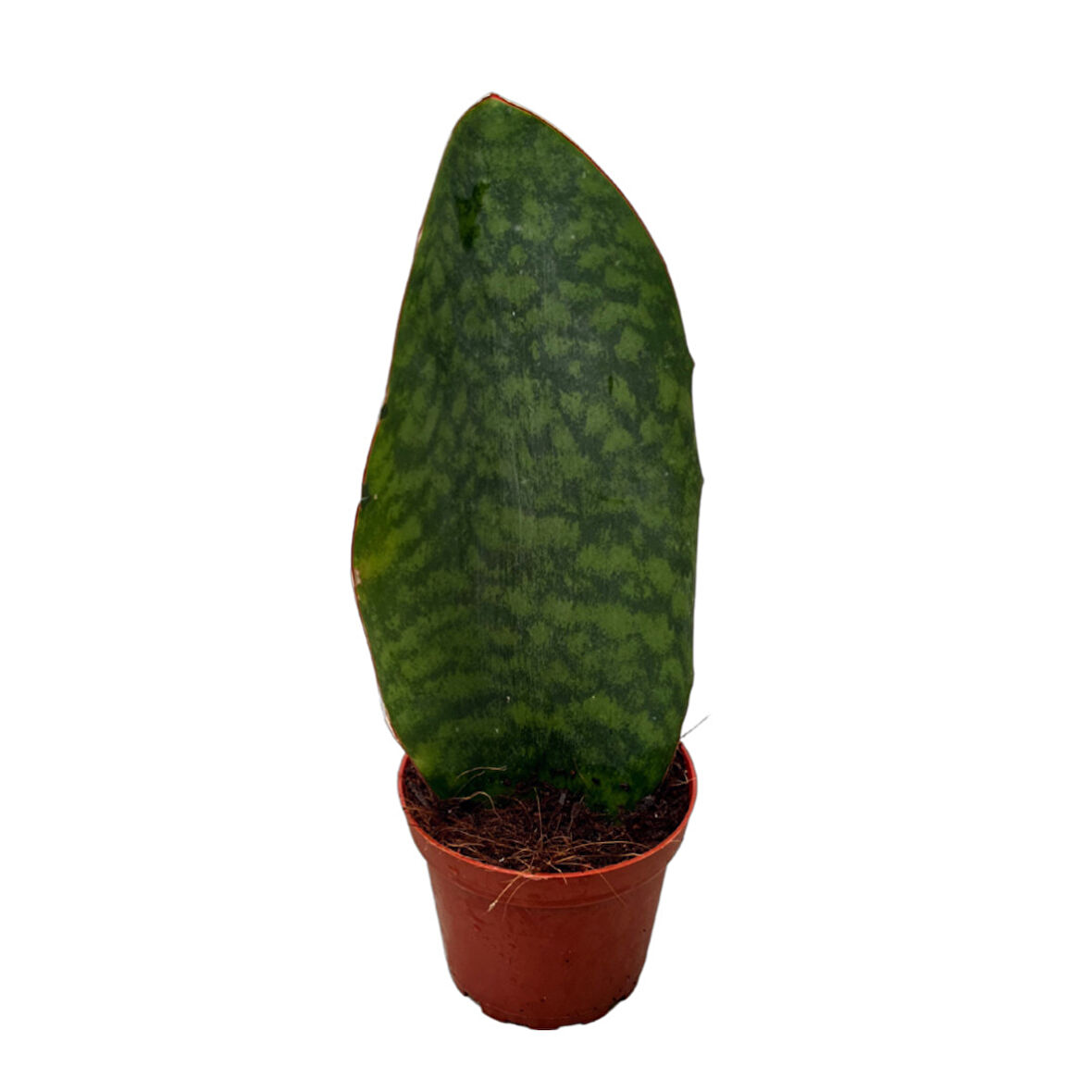 Sansevieria Masoniana 'Congo' (Paşa Kılıcı)