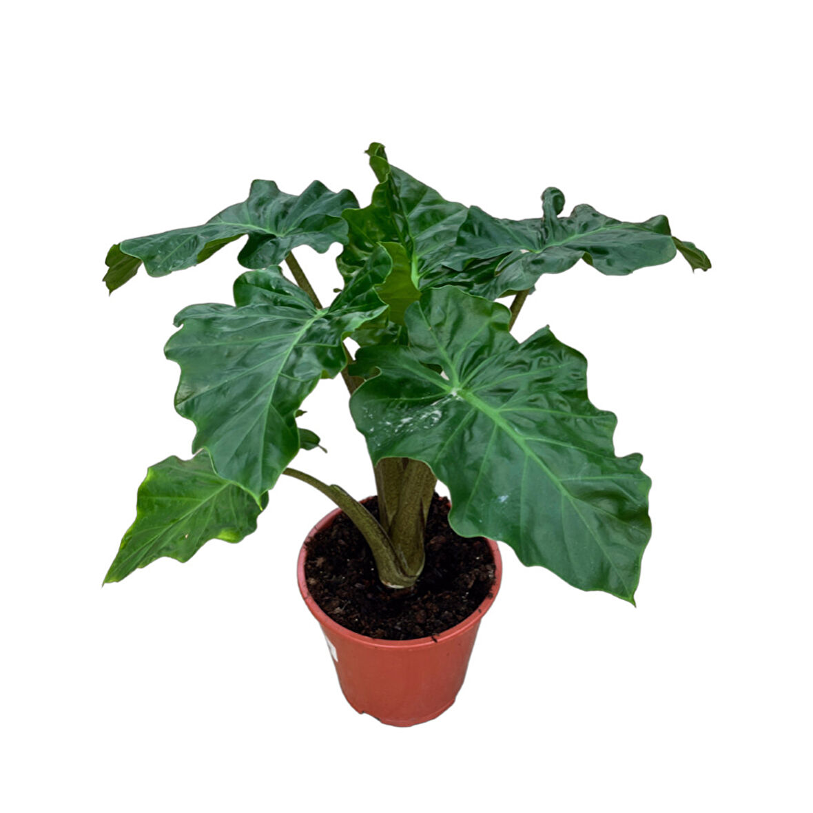 Alocasia 'Low Rider' (Fil Kulağı)