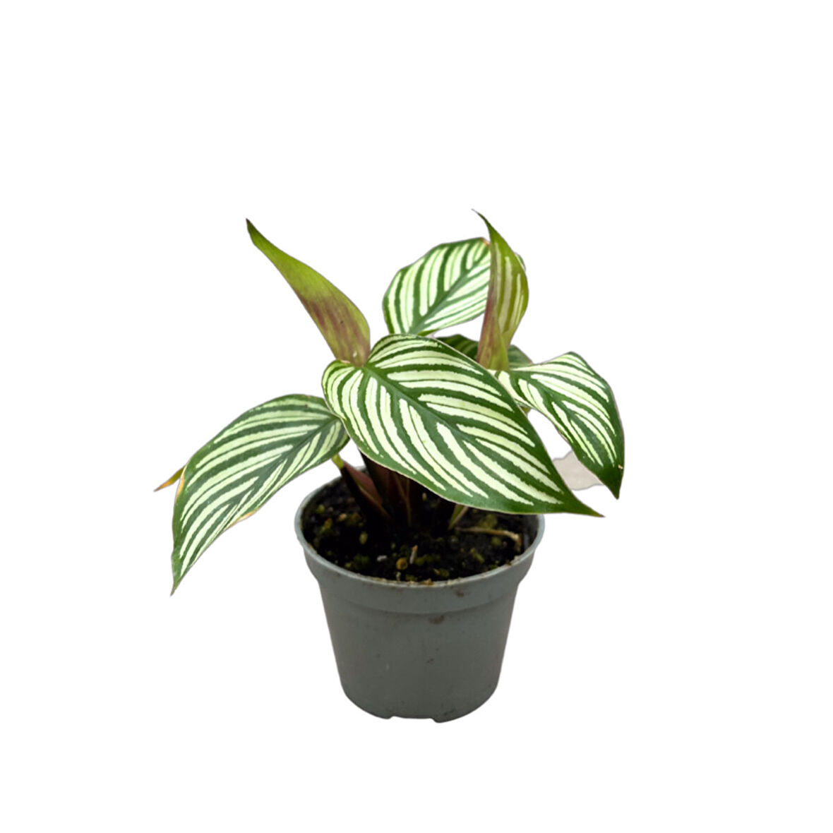 Calathea Elliptica 'Vittata' (Dua Çiçeği)