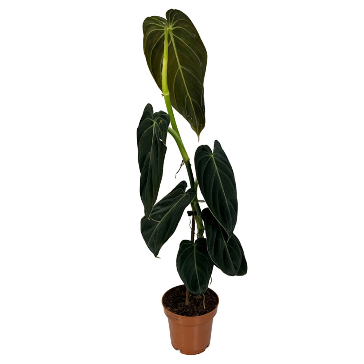 Philodendron Melanochrysum