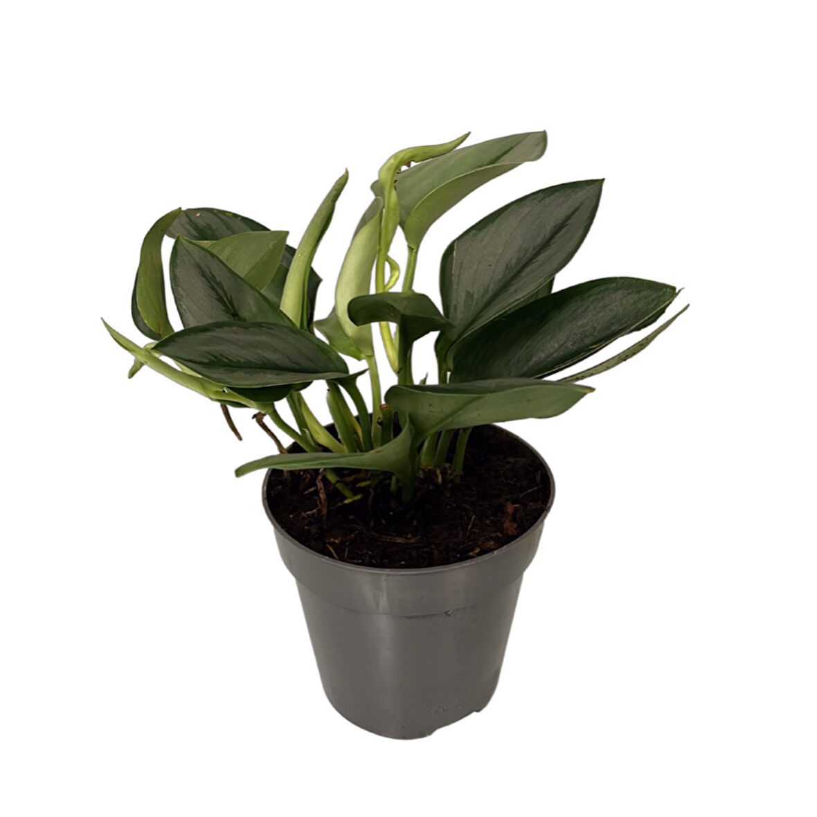 Scindapsus Siamense 'Moonlight' (Potos Sarmaşığı)