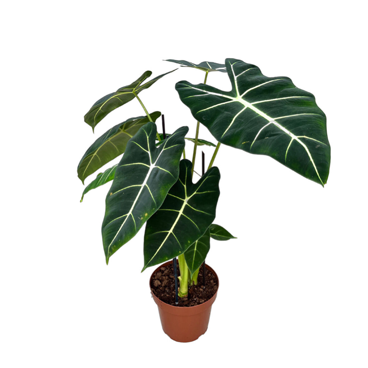 Alocasia Frydek (Fil Kulağı)