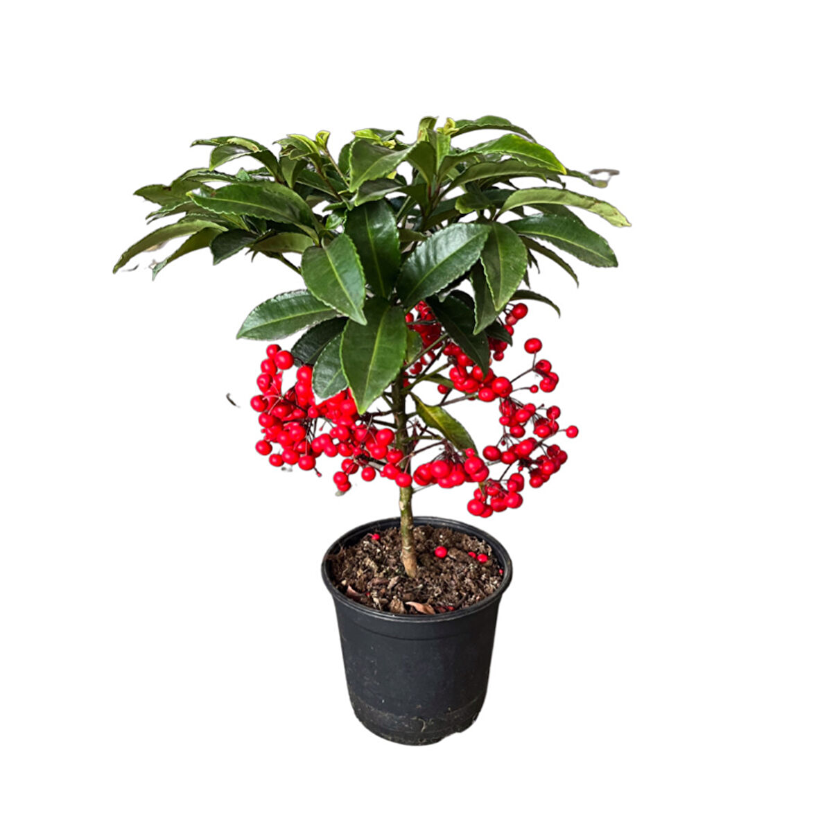 Ardisia Crenata (Ateş Kirazı)
