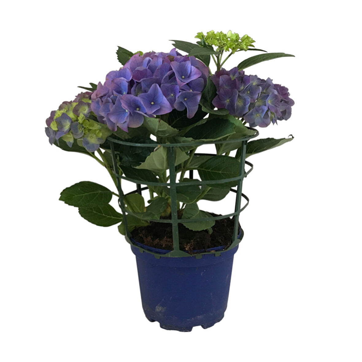 Hydrangea Macrophylla 'Blue' (Mavi Ortanca)