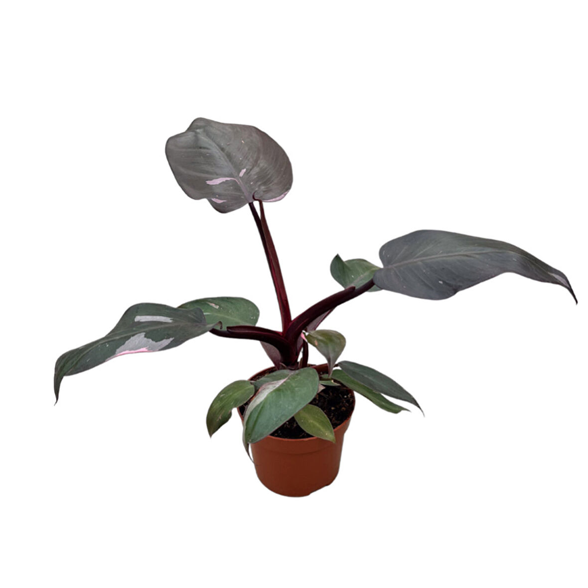 Philodendron 'Pink Princess'